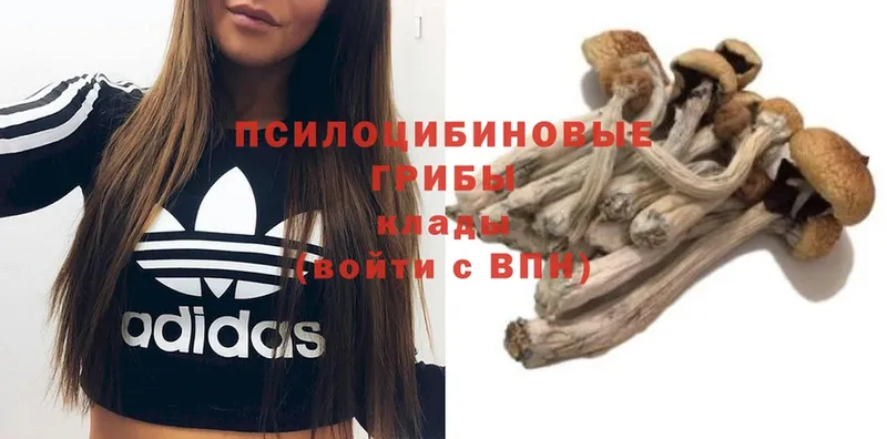 площадка состав  Боготол  Галлюциногенные грибы Magic Shrooms 